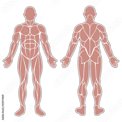 Human body muscles