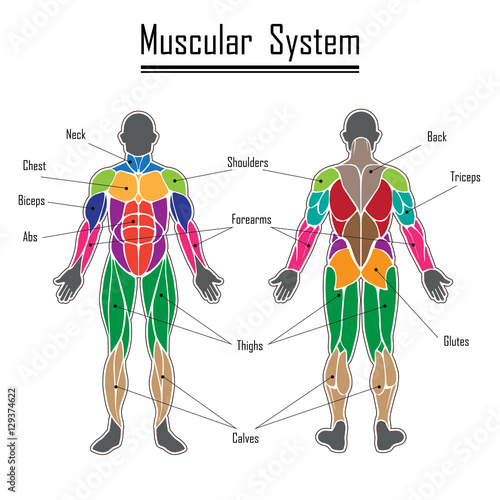 Human muscular system
