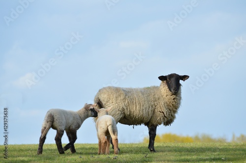 Ewe and Lambs