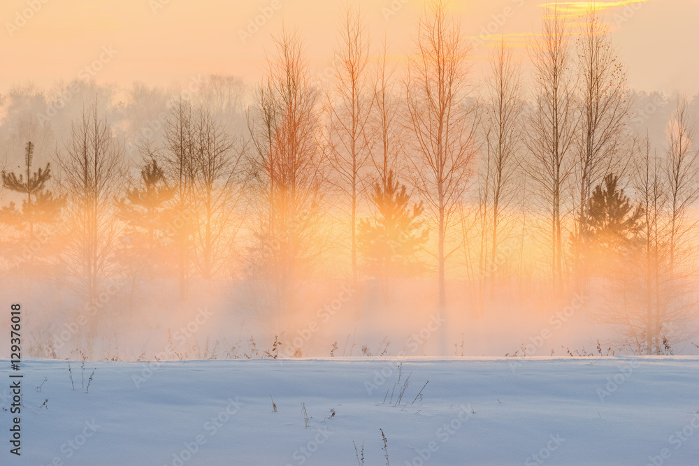 Sunny evening and the winter fog.