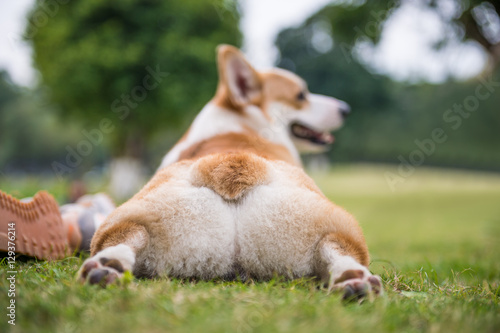 Fotografia The corgi dog on the grass in the park