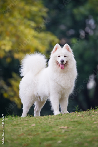 The samoyed "dog on the grass in the park © chendongshan