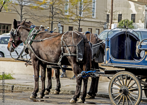 Team of mules pulling carriage in downtown Charleston.