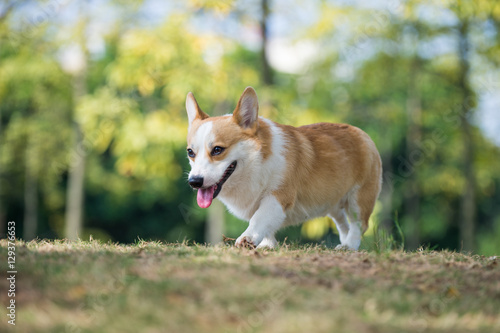 The corgi dog on the grass in the park