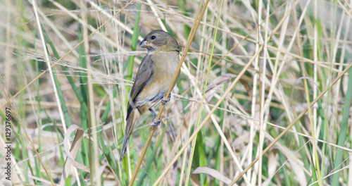 Female of the double-collared seedeater perched on grass stalk