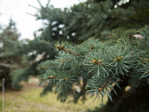 nature, texture, background