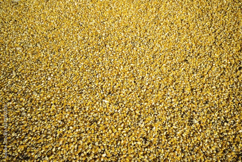 Bulk of yellow corn grains texture Bulk of yellow corn grains texture