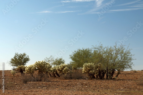 Cholla Patch with Mesquite photo