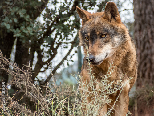 Iberian wolf portrait (Canis lupus signatus) photo