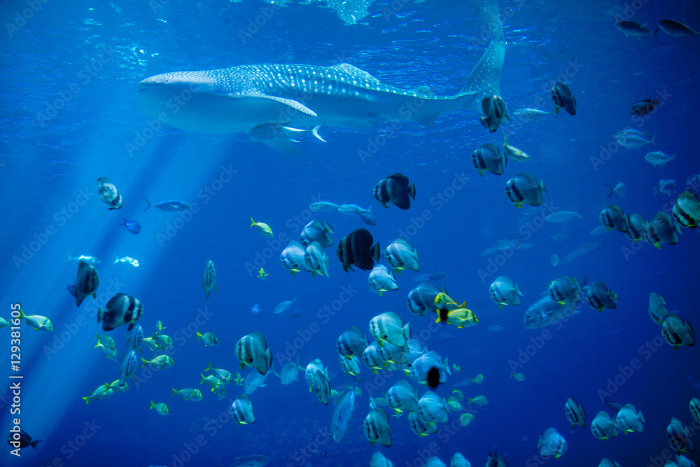 Obraz premium whale shark and school of fish