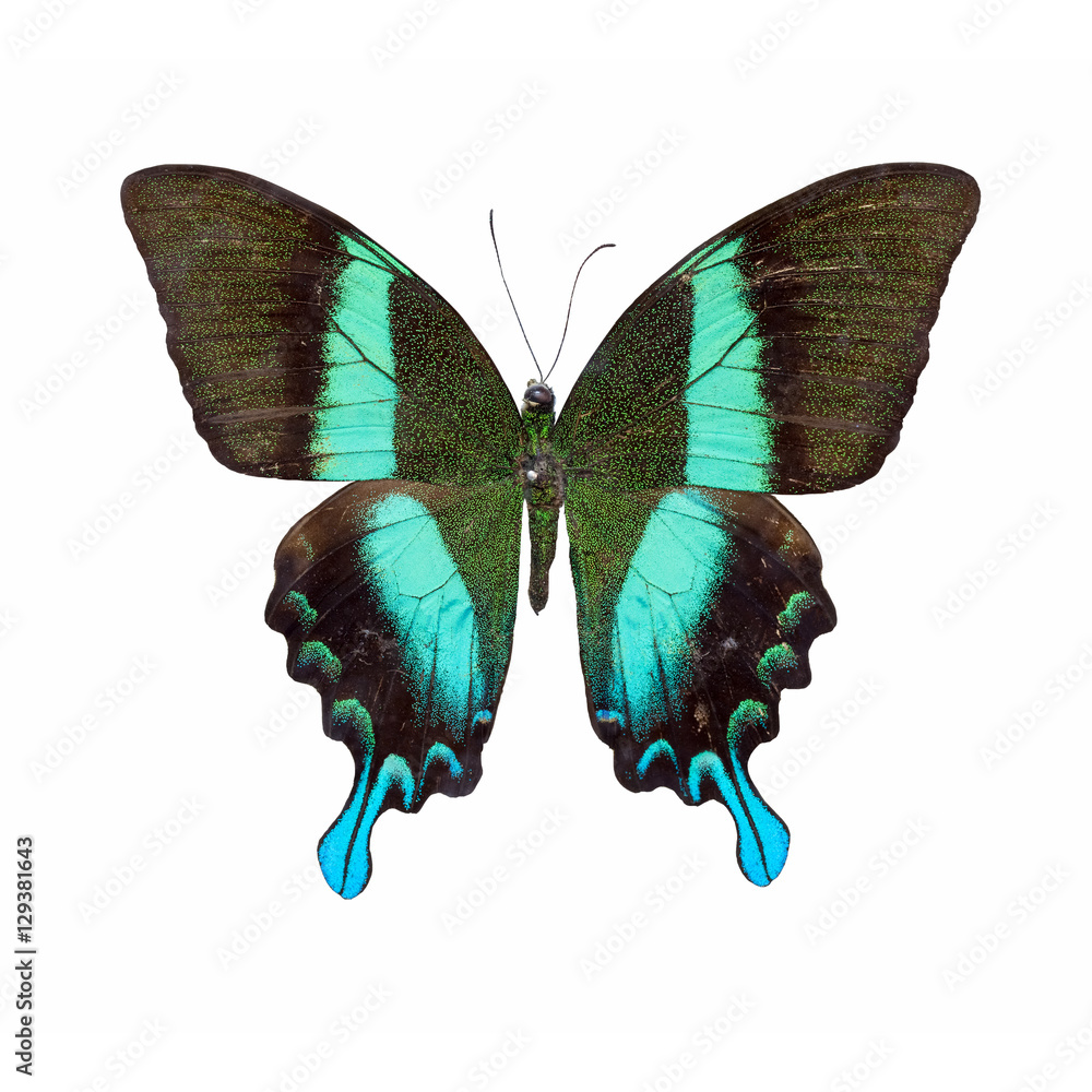 Naklejka premium beauty butterfly isolated