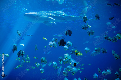 whale shark and school of fish
