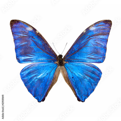  blue morpho butterfly © chungking