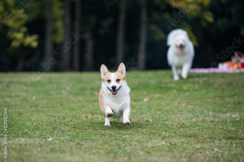 The corgi dog on the grass in the park © chendongshan