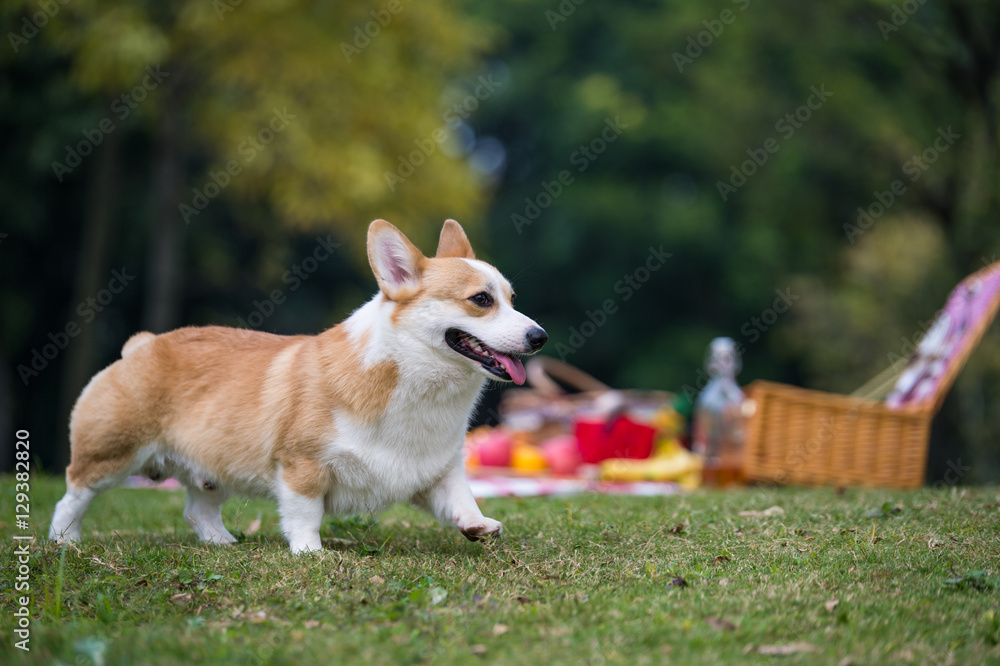 The dog on the grass for a picnic in the park The dog on the grass for a picnic in the park