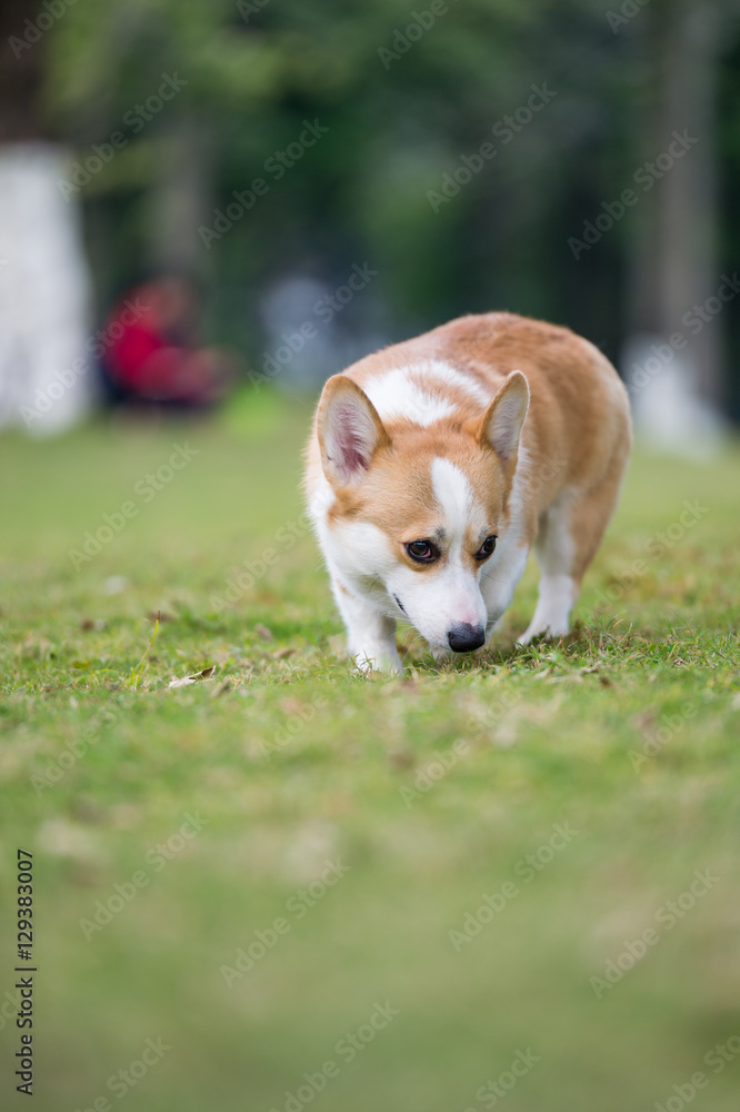 The corgi dog on the grass in the park The corgi dog on the grass in the park