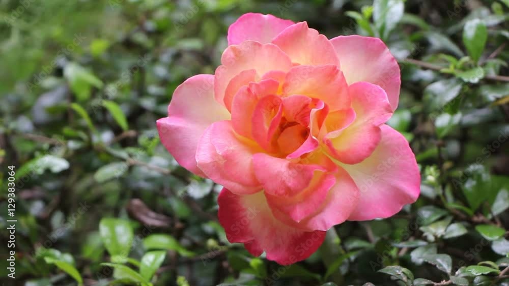 Close up of Yellow Pink Rose Flower with green leaf background Close up of Yellow Pink Rose Flower with green leaf background