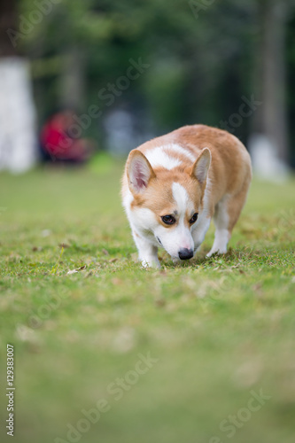 The corgi dog on the grass in the park