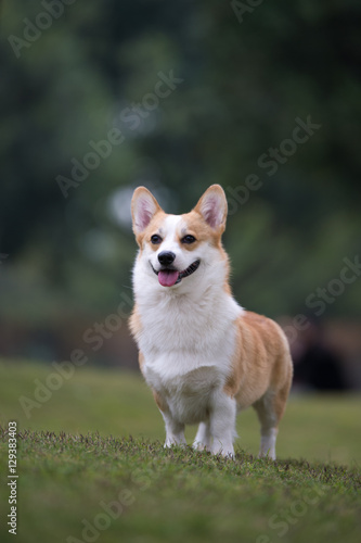 The corgi dog on the grass in the park