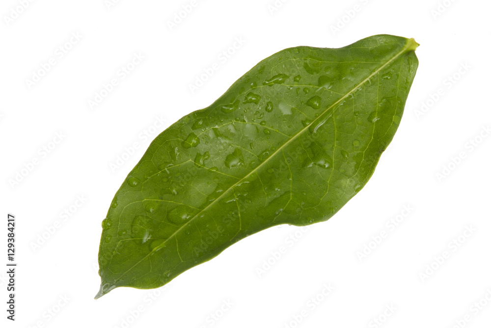 Fototapeta premium 葉