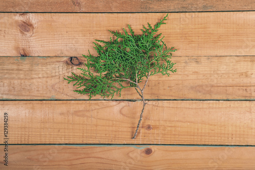 Branch of thuja on wooden baclground