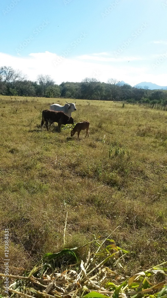 cows,cattle,grass,calf