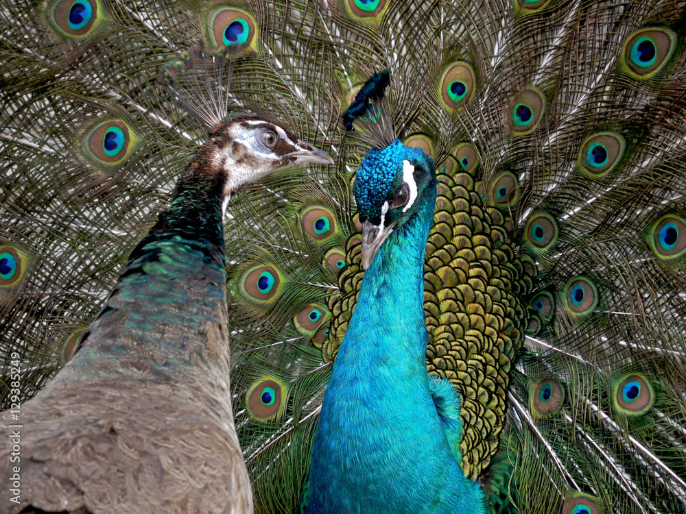 孔雀のオスとメスが向き合い 緊張感漂う Stock 写真 Adobe Stock