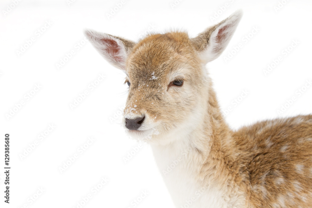 Fallow deer isolated on a white background poses in a winter field in Canada
