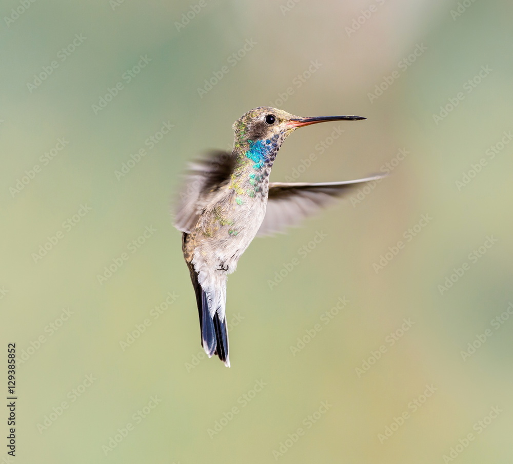 Fototapeta premium Broad Billed Hummingbird. Using different backgrounds the bird becomes more interesting and blends with the colors. These birds are native to Mexico and brighten up most gardens where flowers bloom.
