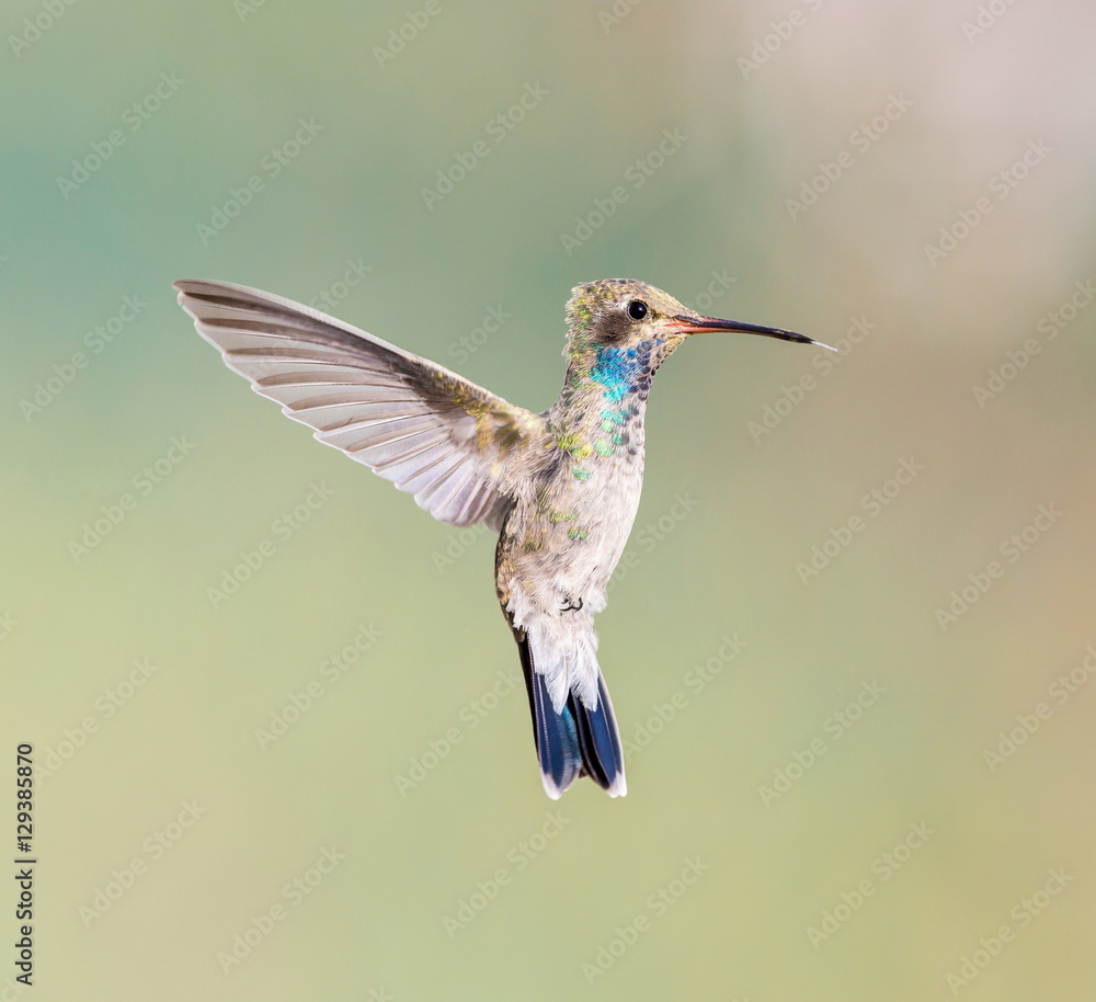 Broad Billed Hummingbird. Using different backgrounds the bird becomes more interesting and blends with the colors. These birds are native to Mexico and brighten up most gardens where flowers bloom. Broad Billed Hummingbird. Using different backgrounds the bird becomes more interesting and blends with the colors. These birds are native to Mexico and brighten up most gardens where flowers bloom.