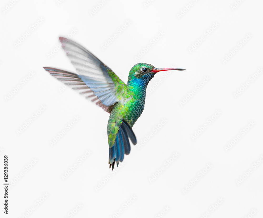 Naklejka premium Broad Billed Hummingbird. Wykorzystując różne tła ptak staje się bardziej interesujący i wtapia się w kolory. Ptaki te pochodzą z Meksyku i rozjaśniają większość ogrodów, w których kwitną kwiaty.