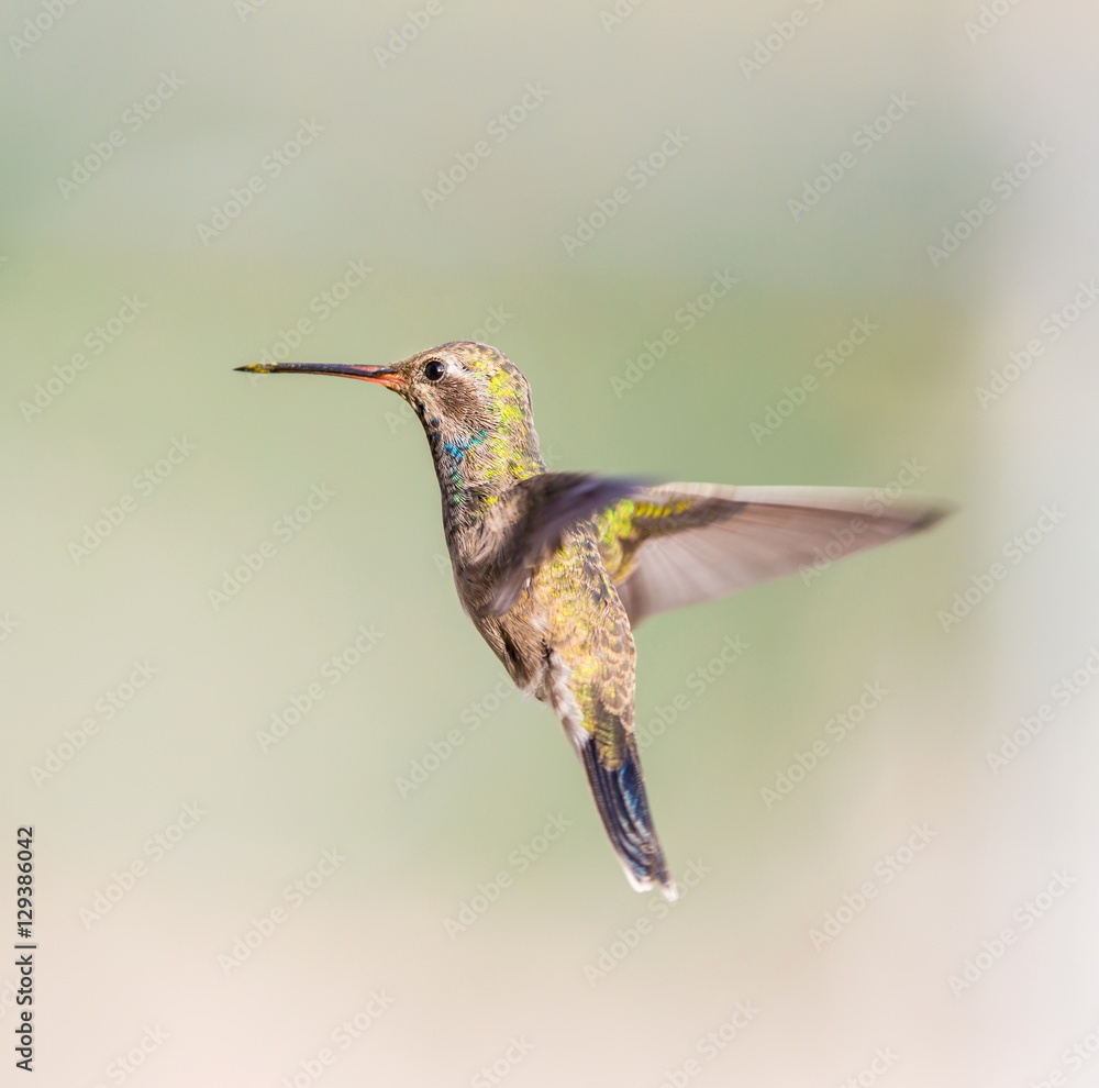 Fototapeta premium Broad Billed Hummingbird. Using different backgrounds the bird becomes more interesting and blends with the colors. These birds are native to Mexico and brighten up most gardens where flowers bloom.