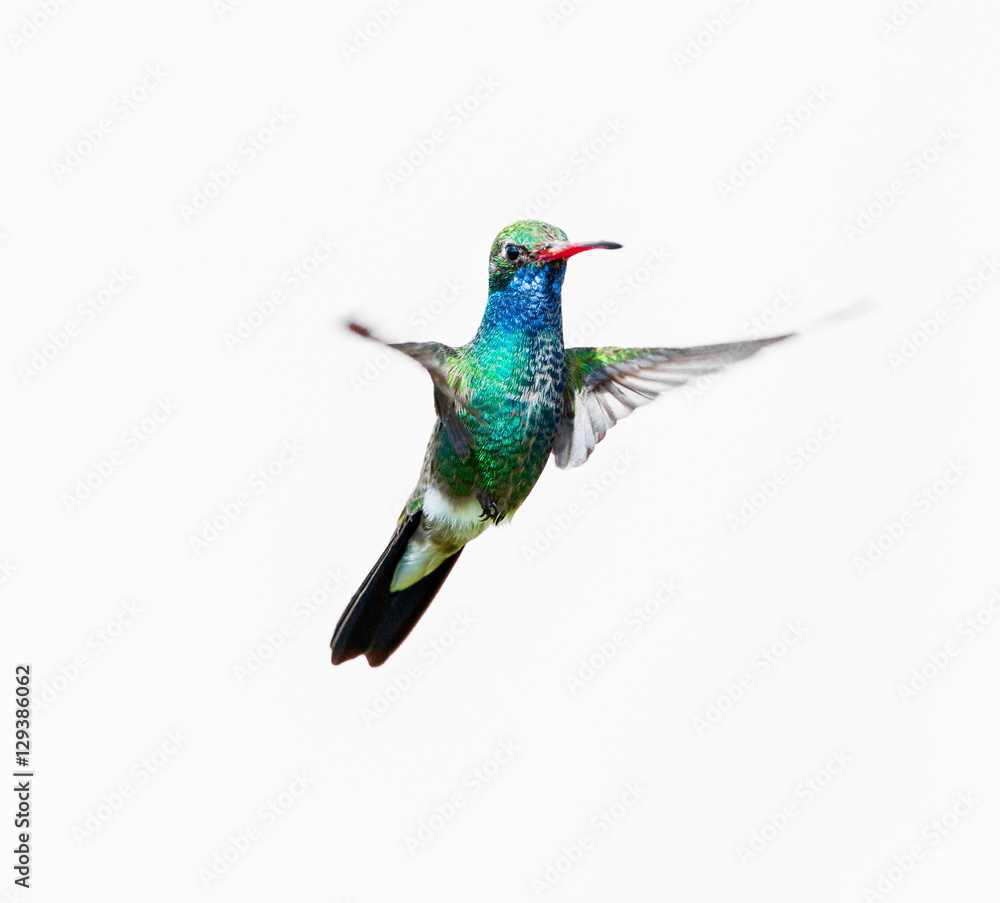 Obraz premium Broad Billed Hummingbird. Using different backgrounds the bird becomes more interesting and blends with the colors. These birds are native to Mexico and brighten up most gardens where flowers bloom.