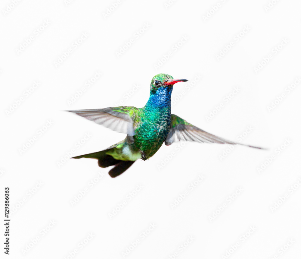 Fototapeta premium Broad Billed Hummingbird. Using different backgrounds the bird becomes more interesting and blends with the colors. These birds are native to Mexico and brighten up most gardens where flowers bloom.
