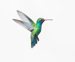 Wandcirkels Vogel Breedsnavelkolibrie tussen kleurrijke bloemen  © Hummingbird Art