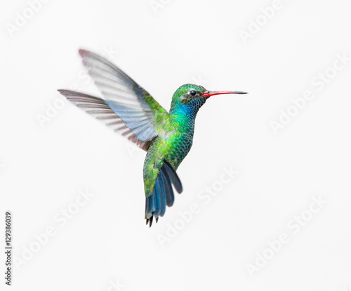 Obraz na plátne Broad Billed Hummingbird