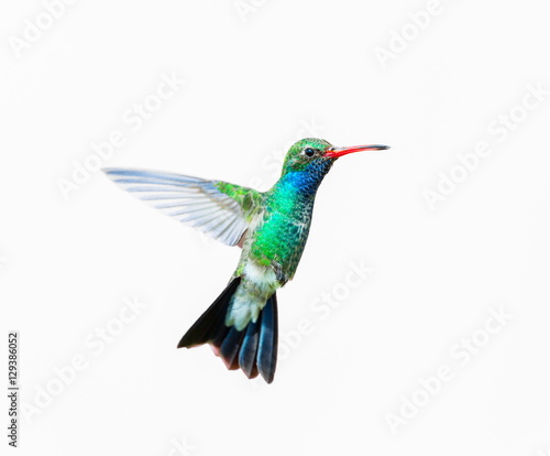 Broad Billed Hummingbird. Using different backgrounds the bird becomes more interesting and blends with the colors. These birds are native to Mexico and brighten up most gardens where flowers bloom. © Hummingbird Art