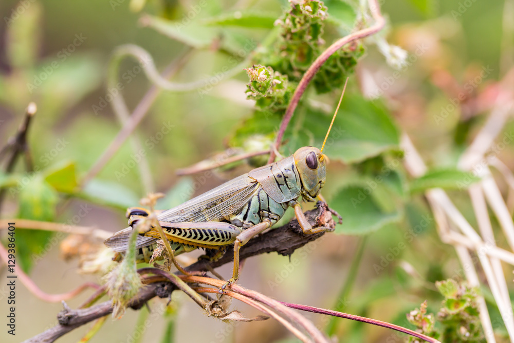 Bright green grasshoppers are found in the grasslands of Mexico. They are called Chapulines and also collected by the local people and are considered a tasty snack when roasted with chilies. Bright green grasshoppers are found in the grasslands of Mexico. They are called Chapulines and also collected by the local people and are considered a tasty snack when roasted with chilies.