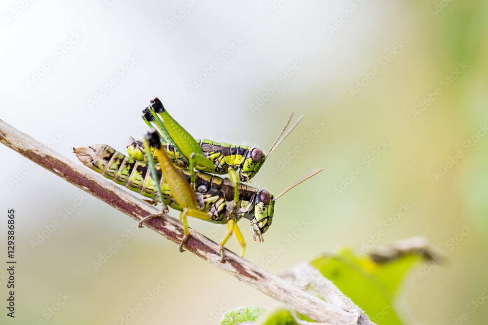 Fototapeta premium Bright green grasshoppers are found in the grasslands of Mexico. They are called Chapulines and also collected by the local people and are considered a tasty snack when roasted with chilies.
