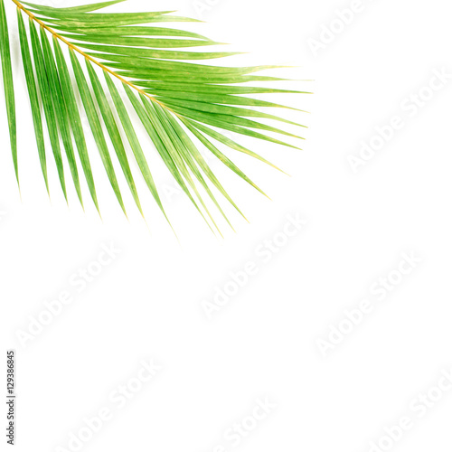 palm branch isolated on white background. flat lay, top view