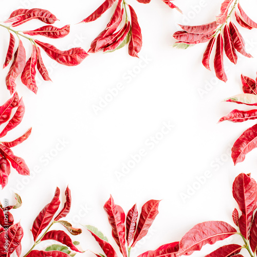 red leaves frame on white background. flat lay.