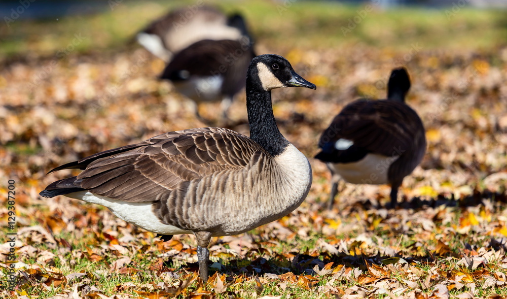 Canada goose in a bed of autumn leaves, foraging for food before the long flight south for the winter. Canada goose in a bed of autumn leaves, foraging for food before the long flight south for the winter.