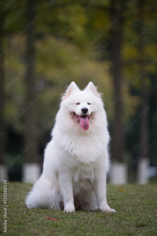The samoyed The samoyed