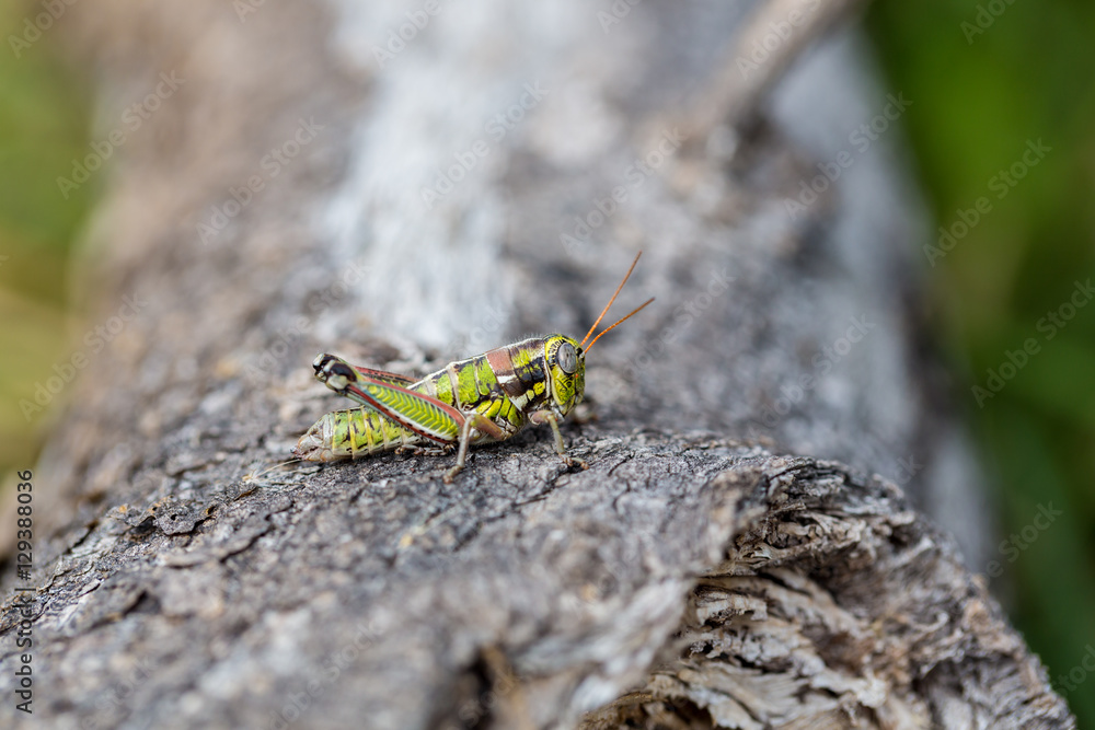 Bright green grasshoppers are found in the grasslands of Mexico. They are called Chapulines and also collected by the local people and are considered a tasty snack when roasted with chilies. Bright green grasshoppers are found in the grasslands of Mexico. They are called Chapulines and also collected by the local people and are considered a tasty snack when roasted with chilies.