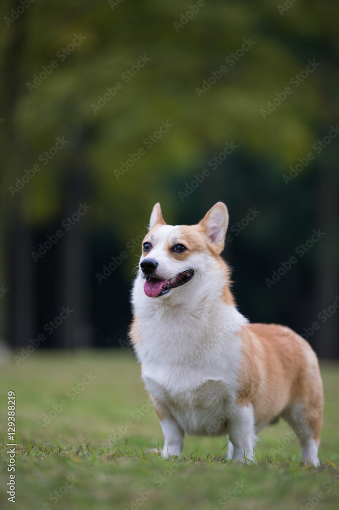 The corgi dog on the grass in the park