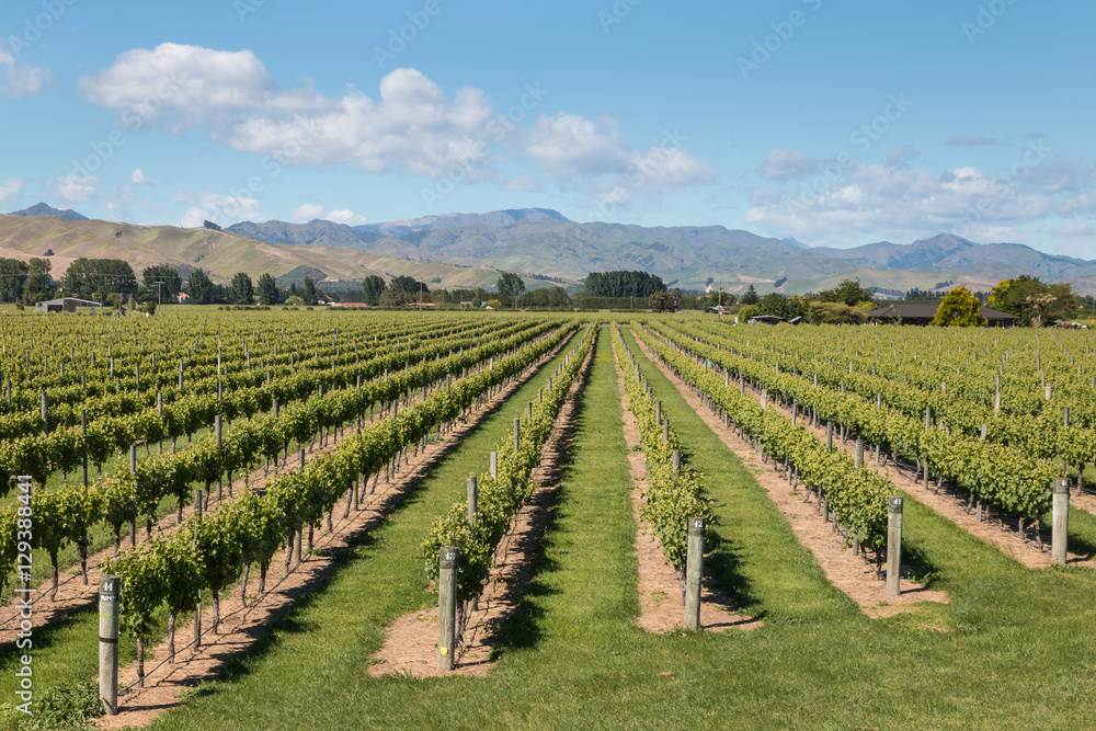 aerial view of New Zealand vineyards in summertime