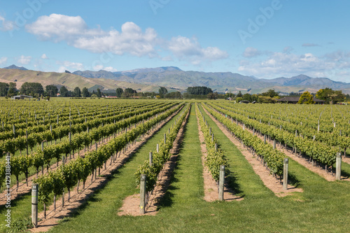 aerial view of New Zealand vineyards in summertime © Patrik Stedrak