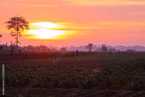 Farmland sunrise in winter