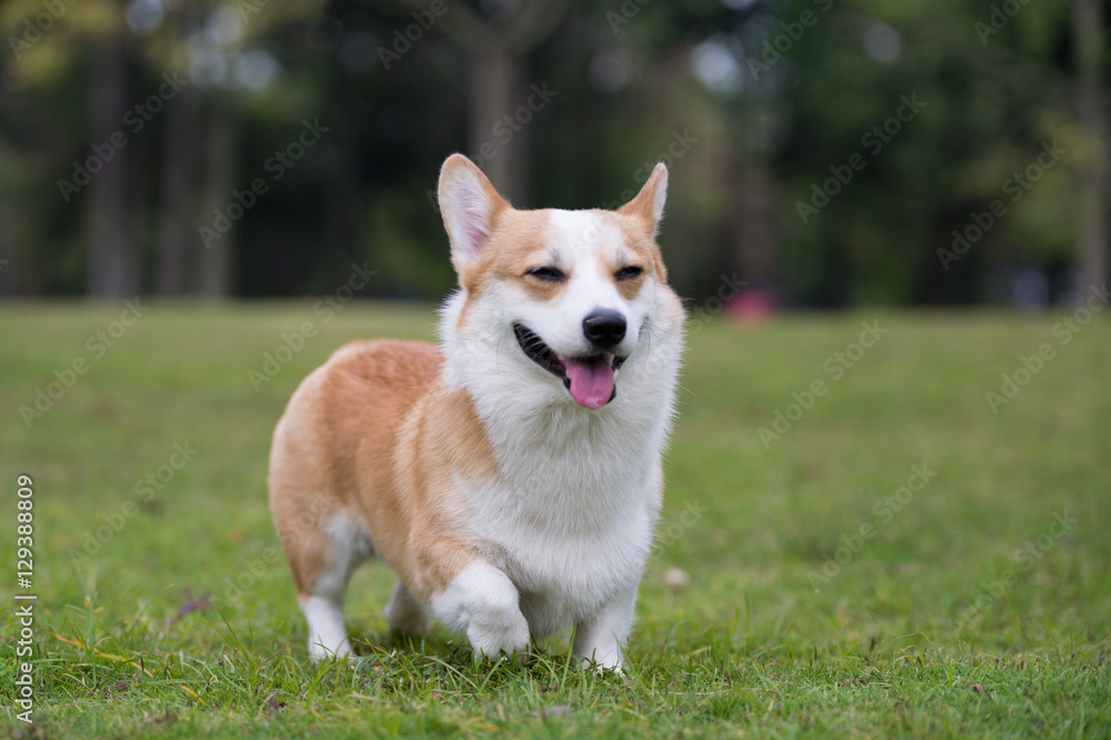The corgi dog on the grass in the park The corgi dog on the grass in the park