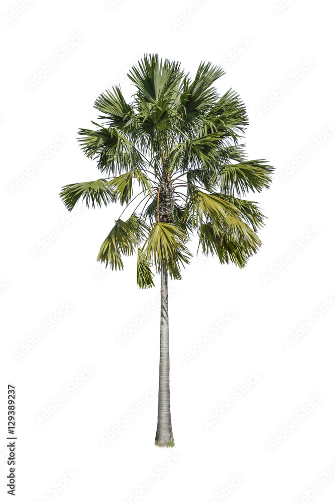 Fototapeta premium Palm tree isolate on white background